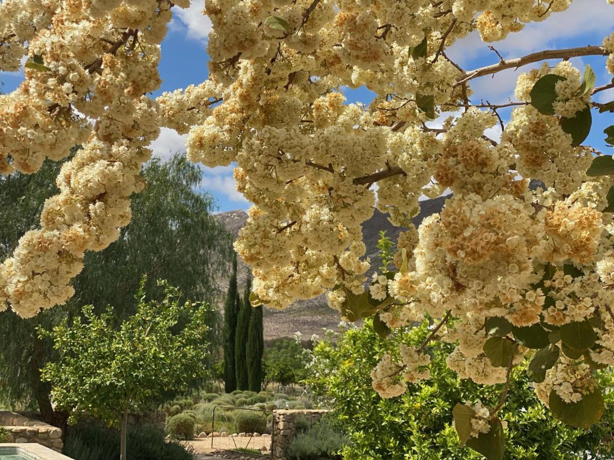 The Olive House, برنس ألبرت المظهر الخارجي الصورة